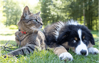 The Ultimate Guide to Choosing the Right Food for Your Pet