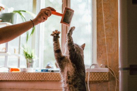 Grooming Tips Every Aussie Pet Owner Should Know
