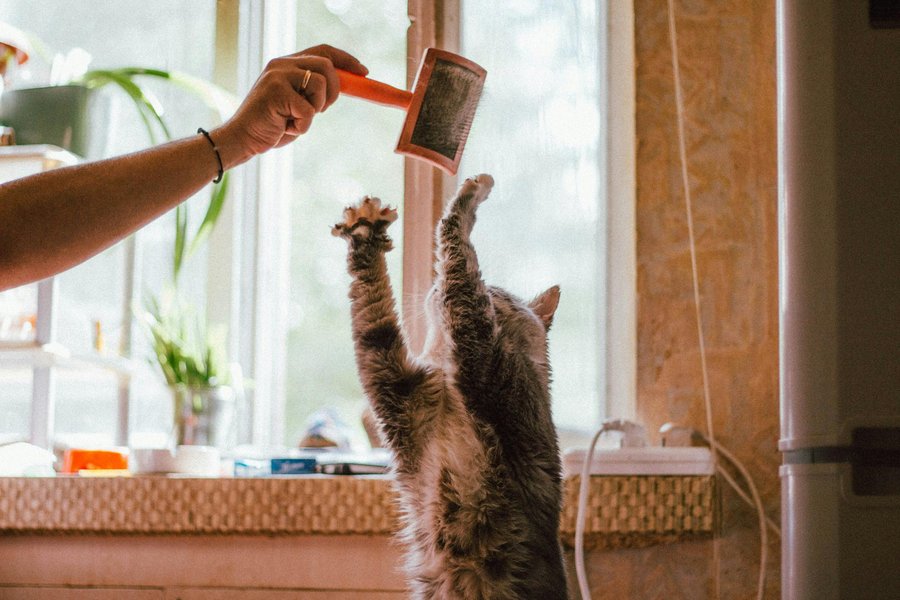 Grooming Tips Every Aussie Pet Owner Should Know